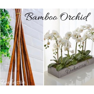 💖READY STOCK💖Stick Bamboo Orchid,Kayu Orkid 73cm