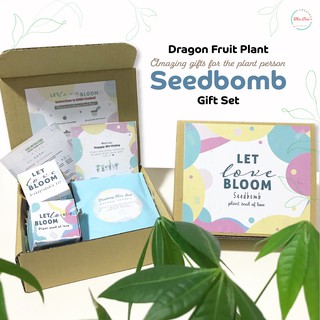 Mini Dragon Fruit Seed Bombs Outdoor Planting Kit / Indoor Sunny Window/ Mother's Day / Gardening Gift / Plant Lover