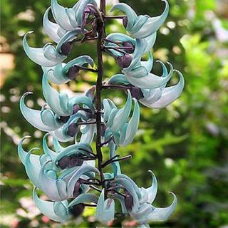 Fragrant Rare Jade Vine Blue Flower Plant Blooming Flower Novel Strongylodon Macrobotrys Endangered 5 Seeds