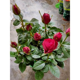 Pokok Bunga Ros hidup. (Rose plants)