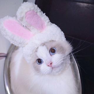 Cat hood cute rabbit costume hat cat headdress show props funny pet hat rabbit ears