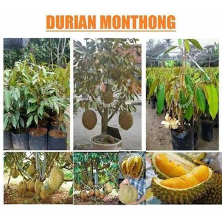 Pokok Durian mothong hybrid