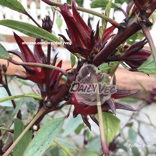 Fruity Seed : Roselle Morocco (20 seeds) 洛神花种子 Biji Benih Rozel Morroco / Ribena