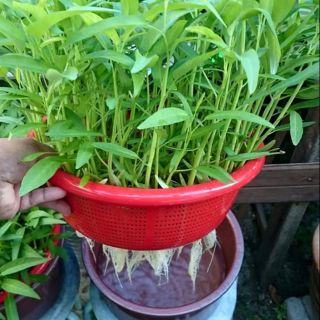 Kangkung air benih water spinach seed 20's
