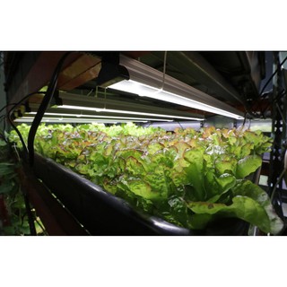 ready stock! 18in white full spectrum growlight seedling microgreen led grow light high quality EDK as seen on youtube