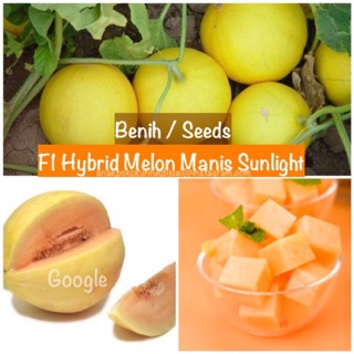 Benih/Seeds : F1 Hybrid Melon Manis Sunlight 🔆New Stock!