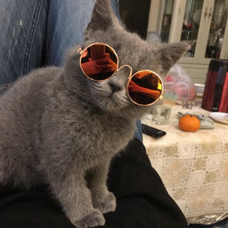 Cute colorful Pet glasses cool fashion cat sunglasses exquisite_life.my