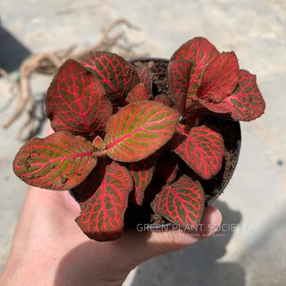 GPS Green Plant Society Fittonia Indoor Plant (Red) (Terrarium Plant ) 网纹草