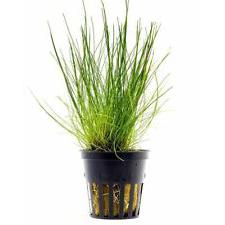 Eleocharis sp. mini hair grass