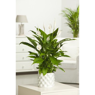 [INDOOR PLANT] PEACH LILY (Spathiphyllum) the top indoor plants for cleaning air (office/house)/Live Plant #indoorplant