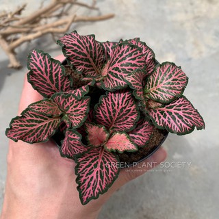 GPS Green Plant Society live plant Fittonia (Pink) 网纹草