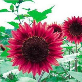 Benih Bunga Matahari Merah / Red Sunflowers Seeds - Ready Stock