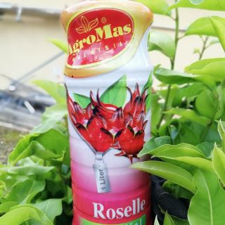 Agromas Cordial Roselle