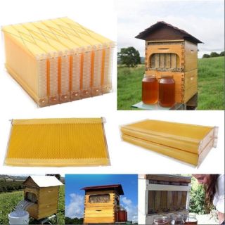 BeeHive Frame Easy-Harvest Honeycomb Sarang Lebah Madu Apis Malifera (7 Pcs)