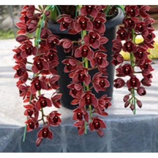 3x Chinese Cymbidium Orchid Flower Seeds- LOCAL READY STOCKS