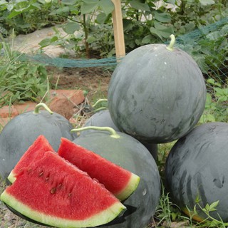 Black Skin Watermelon Seeds / Benih Tembikai Kulit Hitam - Ready Stock