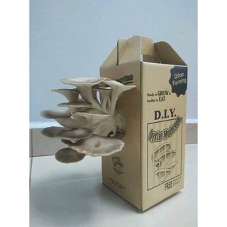ORGANIC DIY Mushroom Kit /oyster mushroom box Bongkah Cendawan Tiram Kelabu 新鲜灰蚝菇，自家DIY (Ready Stock)