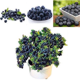 30pcs Blueberry Fruit Tree Seeds Sweet Taste Home Shortbush Garden Decor Plant Lover Pot
