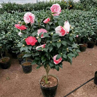 Camellia potted plant with aromatic red chidan with bud