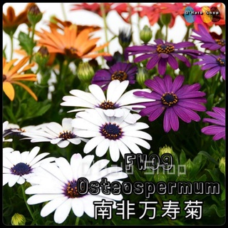 【Ready Stock】FW09 Mix Colour Osteospermum Flower Seed Benih Bunga混色南非万寿菊种子