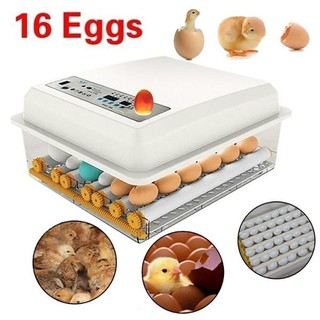 [Ready Stock] 16 Eggs Incubator Automatic Thermostat Hatching Machine Mini Automatie Incubatores