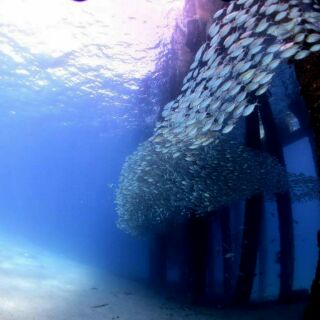 Diving course, openwater diver course