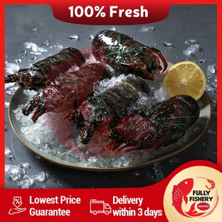 [Fully Fishery] Fresh Sea Lobster 100/200 (±1kg)