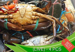 Ketam Nipah Hidup / Giant Mud Crab (Live) - 4 pcs