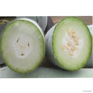۞台湾小冬瓜种子迷你小冬瓜早熟单果1.5-2公斤高产万斤以上冬瓜种