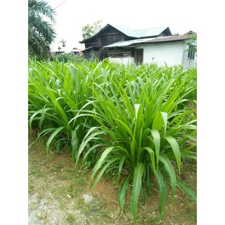 🔥GUATEMALA Rumput Ternakan (1KG/RM6)🔥 (1)