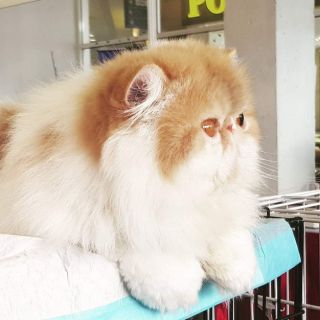 🔥Ready Stock💯🔥Vitamin Kucing Sado Gemok Original-Kucing-Cat