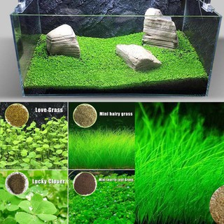 🍀🐠【Ready Stock】Benih rumput akuarium - Aquarium Grass Aquatic Plant Seeds - Aquascape 鱼缸水生植物