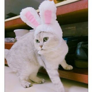 Pet cat wig cute rabbit dress cap cat headdress show props funny rabbit ears