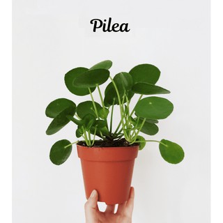 [Indoor Plant] Pilea Peperomioides Chinese Money Plant 镜面草