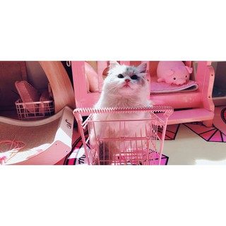 #Super Cute Cat Dog Shopping Iron Trolley Dogs and Cats Canned Goods Snack Storage Basket Storage Rack Photography Artif