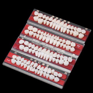 1 Set Dentures Dental Materials Tooth Shade Guide 24 # Porcelain Teeth