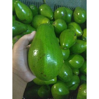 💯 Fresh Avocado 💯 Fresh INDONESIA AVOCADO / ALPUKAT MENTEGA🥑 1000g