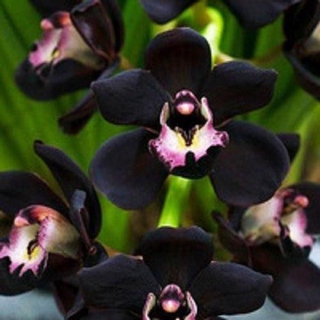 3x Black Cymbidium Faberi Flower Seeds- LOCAL READY STOCKS