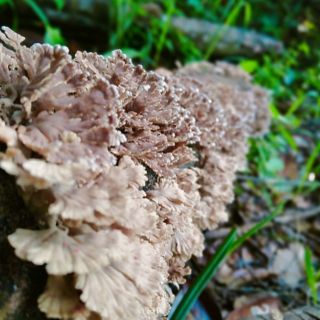 Cendawan sisir@kukur,kering, dry tropical wild mushrooms (Schizophyllum commune)limited item and rare..