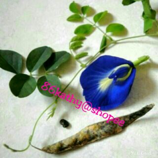 (SEED) BUTTERFLY BLUE PEA FLOWER SEED/PEA VINE SEEDS/BIJI BENIH BUNGA TELANG