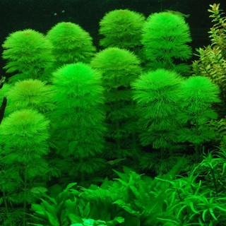 Limnophila aquatica Aqua Plant