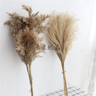 Dried flower reed Yunnan original ecological dried hay reed grass dry hairy gras