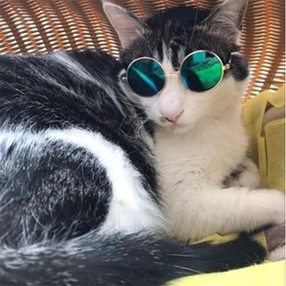 Pet paint / pet glasses, dog / cat glasses