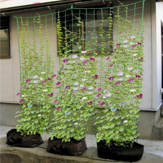 1pc 90*180cm Nylon Garden Netting Morning Glory Flower Vine Climbing Net Cucumber Plants Landing Net Grow Supports