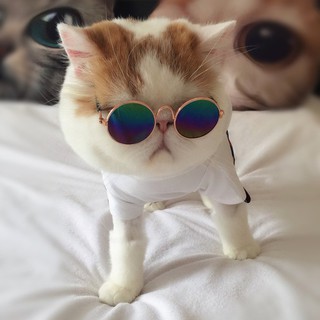 💕NL Small Pet Dogs Cats Eyewear Sunglasses Universal Eye Protective Photos Props