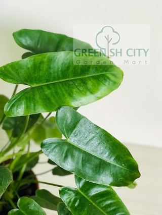 GNC- Philodendron Green Marxii Indoor Live Plant Pokok (1)