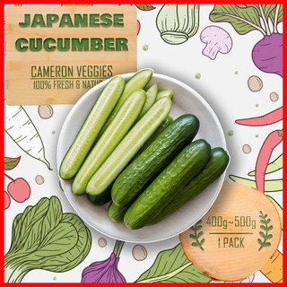 🌶️🍅JAPANESE CUCUMBER🥬🥕TIMUN JEPUN🥦🧅日本黄瓜🍆🍄❤️400g-500g❤️⛰️100% FRESH DAILY FROM CAMERON HIGHLAND⛰️ (1)