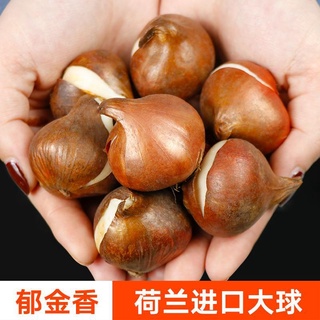 Imported native tulip bulbs with buds 5 degrees large ball water culture potted cold-resistant flower viewing plant see