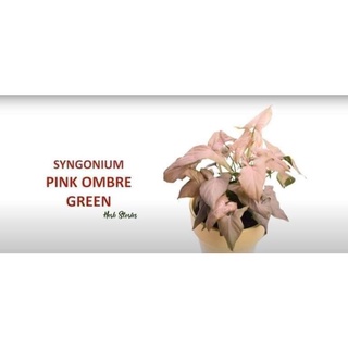 Syngonium pink ombre green