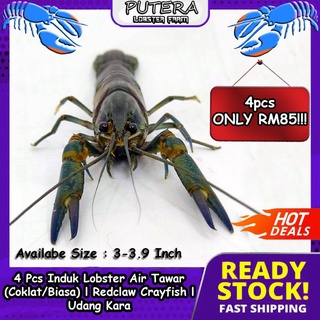 4 Pcs Size 3-3.9 Inci Induk Lobster Air Tawar (Coklat/Biasa) 🦞l Redclaw Crayfish l Udang Kara